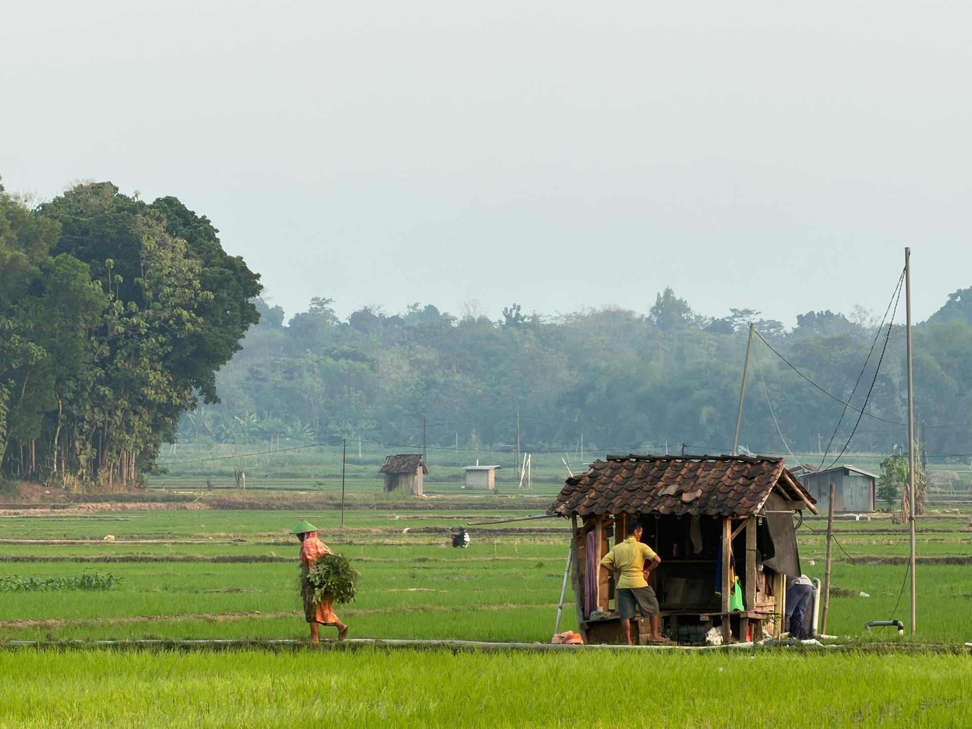 Petani bekerja di hamparan persawahan Desa Sangge